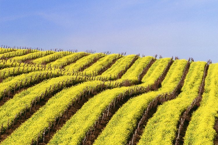 La mostaza madura es cosechada recogiendo las vainas y hojas tiernas fuera de la planta.