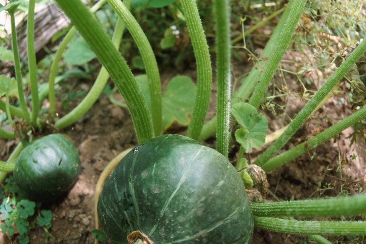 Cultiva sandías dulces en tu jardín casero.