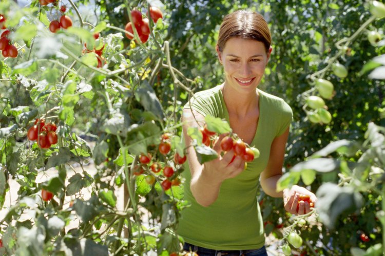 El riego insuficiente de las plantas de tomate pueden provocarle marchitarse y morir.