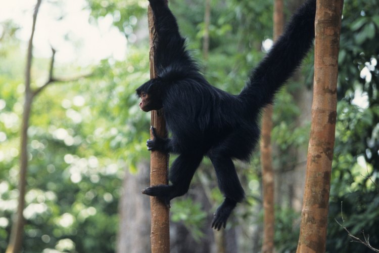 Los monos araña utilizan los brazos largos para realizar maniobras de escalada difíciles.