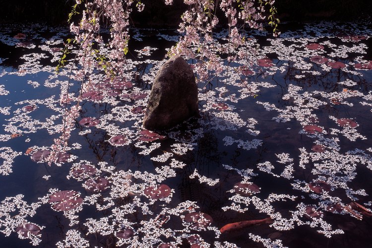 Las plantas en los alrededores del estanque son tan importantes como los peces en el mismo.