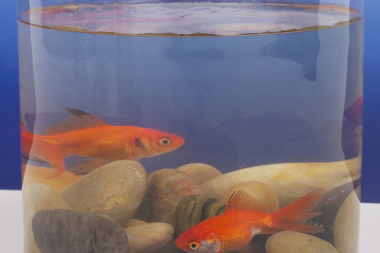 Cómo limpiar un acuario usado.