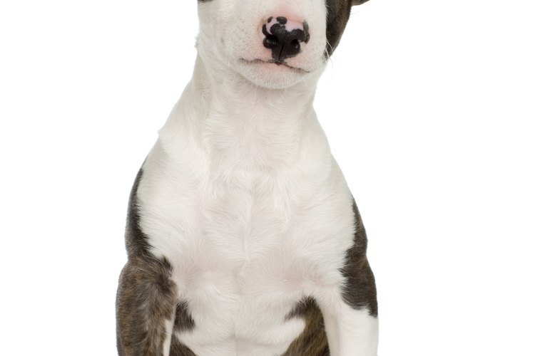Puedes registrar tu pitbull con el UKC bajo un registro de privilegios limitados.