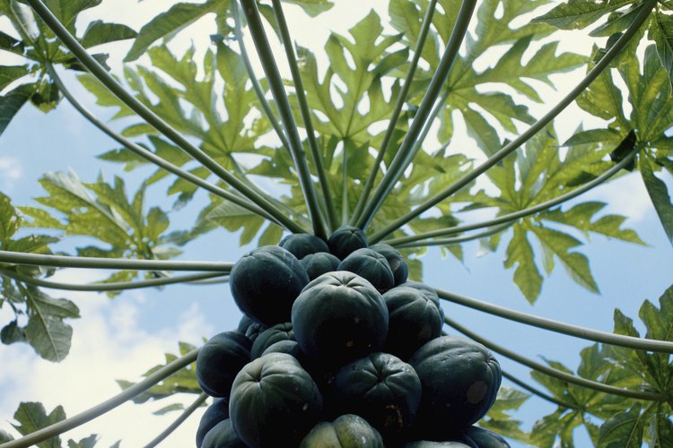 Las plantas de papaya crecen rápidamente y pueden empezar a florecer dentro de los siguientes cuatro a seis meses.