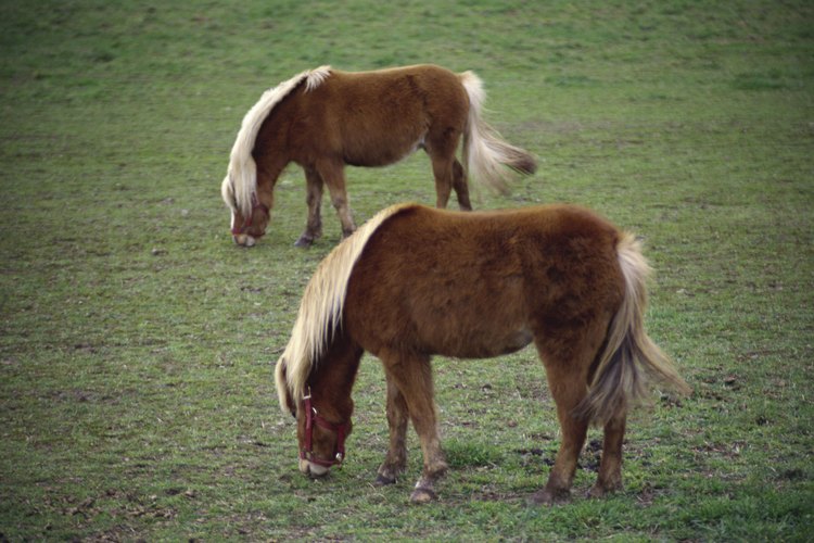 Muchos caballos miniatura tienen linaje de los poni Shetland.