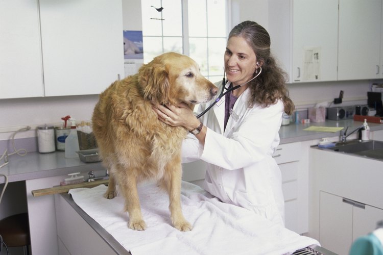 Los soplos del corazón pueden ser difíciles de diagnosticar sin un examen veterinario completo.