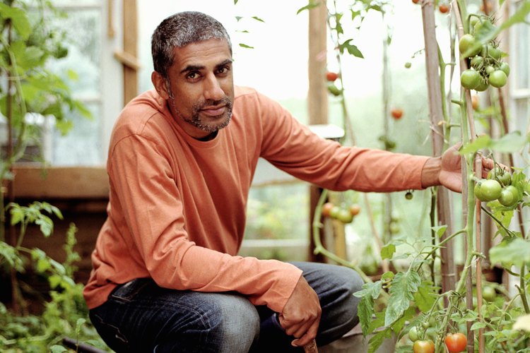Las estacas y cordeles pueden mantener los tomatales erguidos.