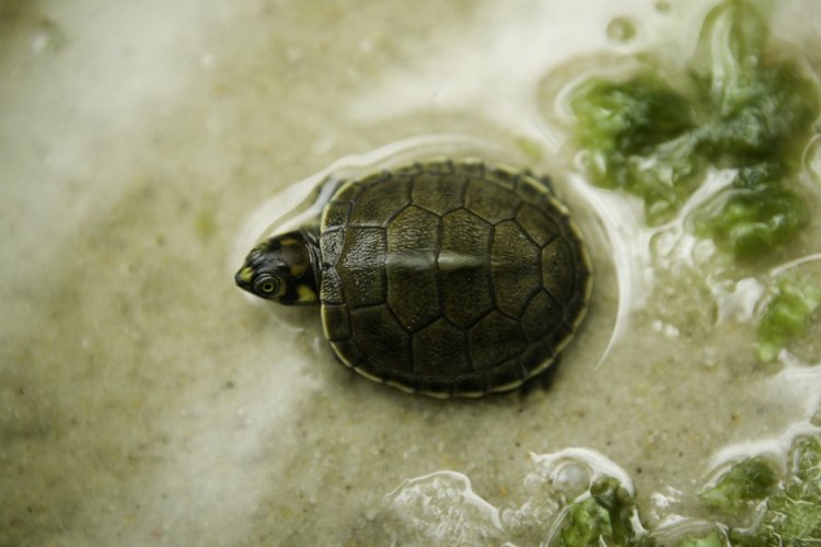 Las tortugas jóvenes pueden llevarse bien en el mismo recinto, pero es importante mantener un ojo en su comportamiento a medida que se convierten en adultas.