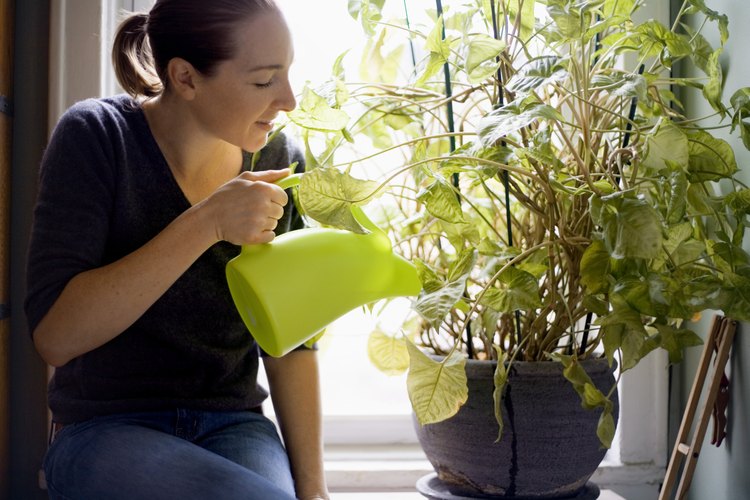 Mujer regando planta de interior.