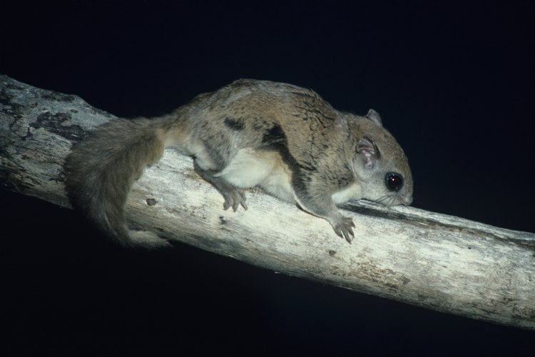 Las ardillas voladoras pueden ser una elección para mascota inusual pero muy divertida.