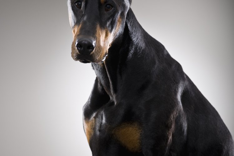 A los Doberman comúnmente se les recortan las orejas.