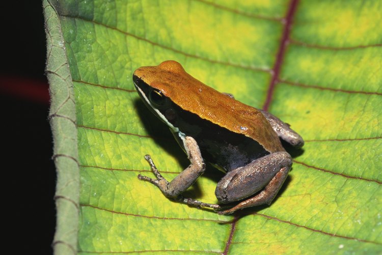 La selva africana es el hogar de muchas especies.