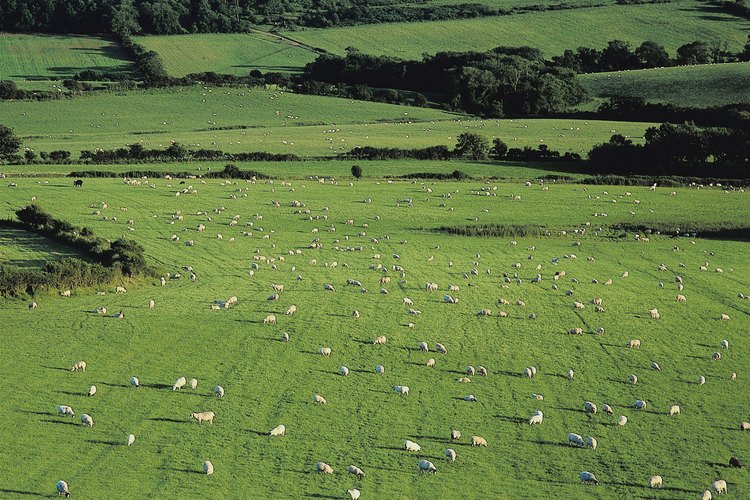 Duerme bien después de contar ovejas en tu caminata por el condado de Dorset, Inglaterra.