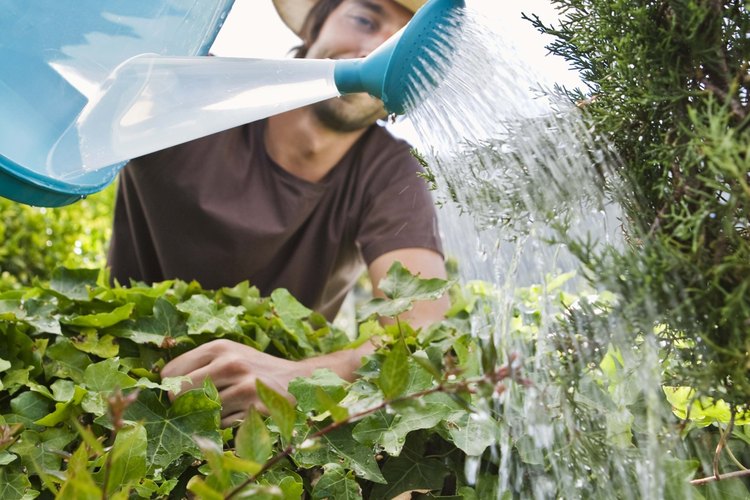 Regar las plantas puede agregar oligoelementos no deseados.