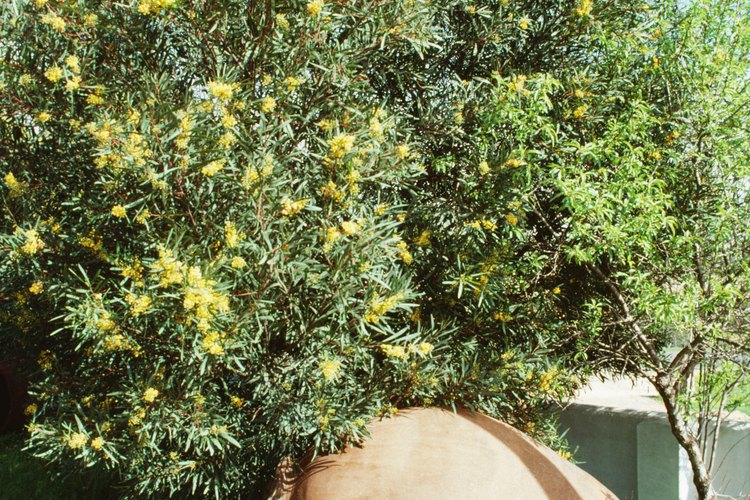 Los olivos son plantas de paisaje ornamentales.