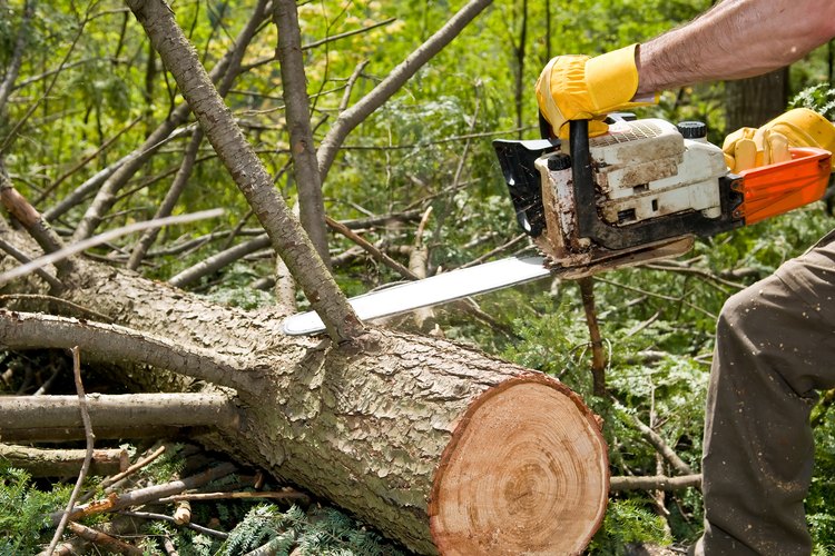 Un molino paga por un leño según el estimado de pies tablares de madera que contiene.