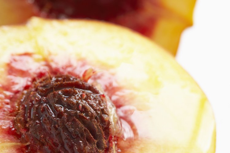 El carozo es el camino para los nutrientes durante el crecimiento.