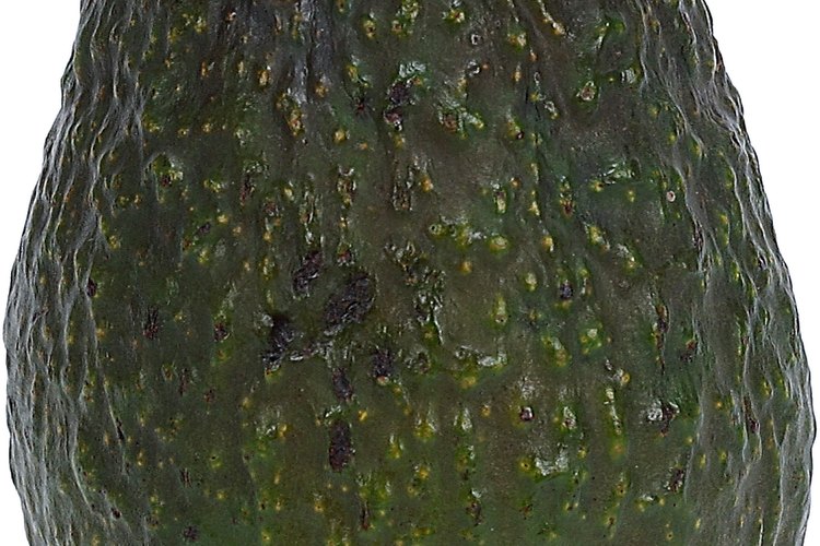 Las semillas de aguacate pierden la vitalidad rápidamente.