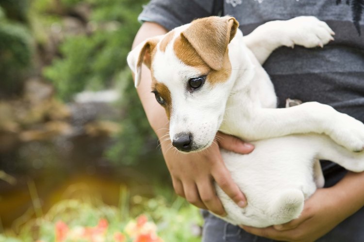 Tratar a un perro con parásitos sin el uso de medicamentos, es natural y te ahorrará los gastos de tu veterinario.