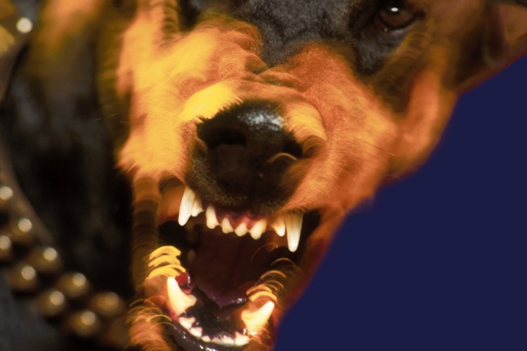 Los dueños de los perros que muerden pueden ser responsables civil y criminalmente.