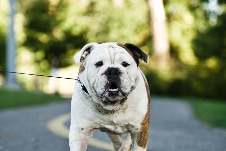 Este perro era llamado Bulldog Inglés, pero ahora se conoce simplemente como un bulldog.
