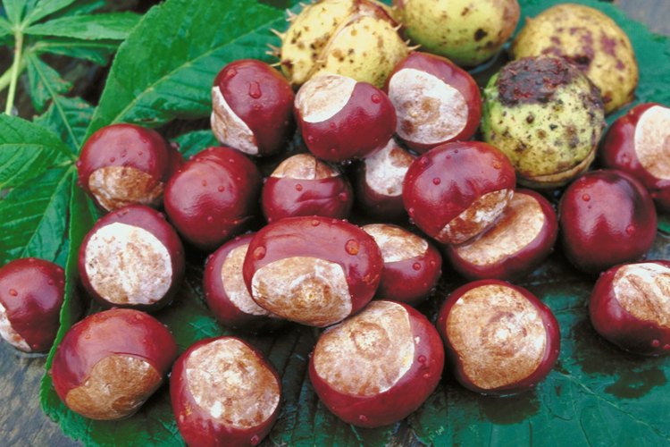 Cultiva árboles de frutos secos a partir de las semillas en el interior de los frutos.