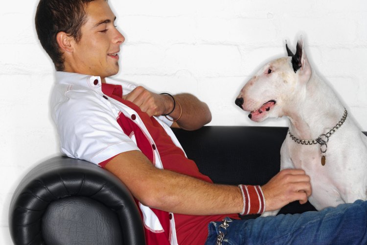 Un pit bull en un fondo blanco.