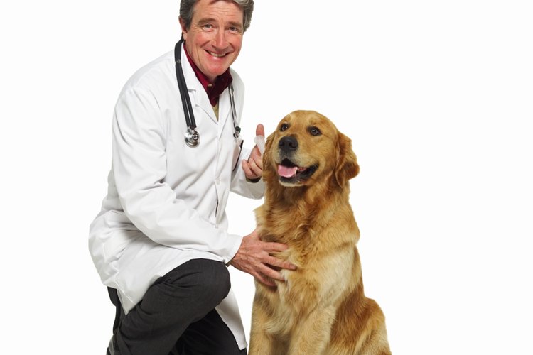 Aprende a tomar muestras de sangre para medir los niveles de glucosa de tu perro.