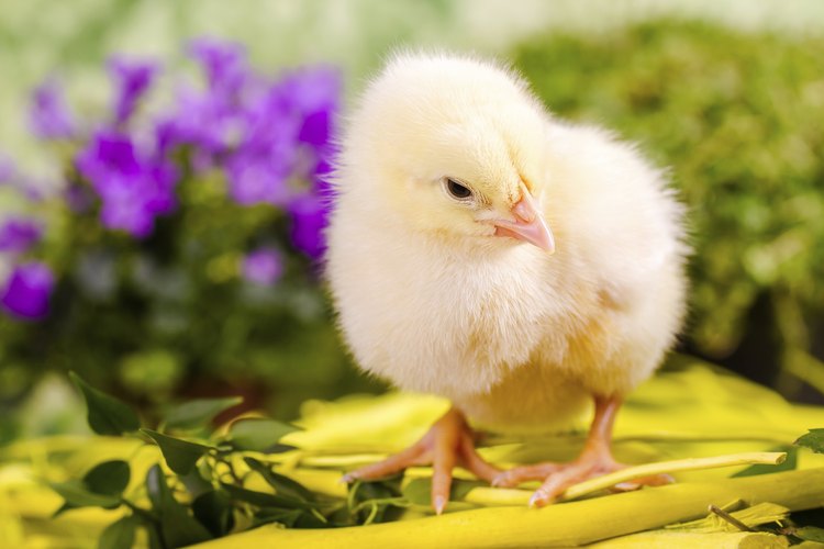 Homemade chick starter is a safe alternative to commerical feeds.