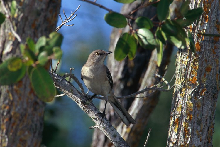 Los machos de la especie Mimus polyglottos cantan de día y de noche en primavera y verano.