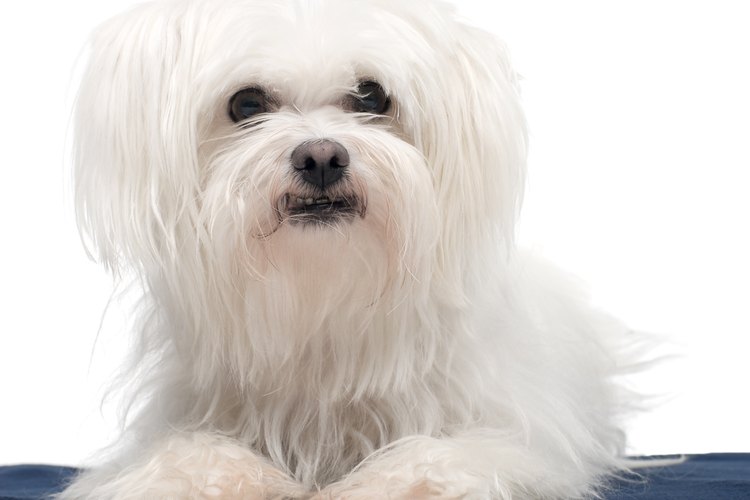 Los perros Maltés tienen el pelo largo.