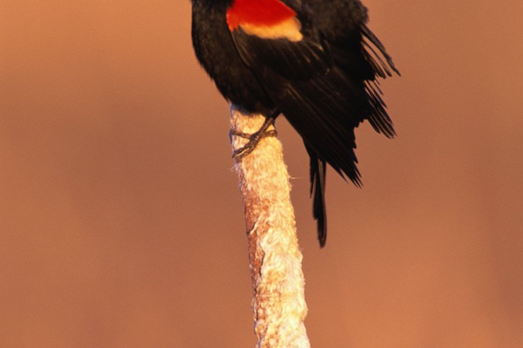 El tordo sargento es una de las aves más comunes en Estados Unidos.