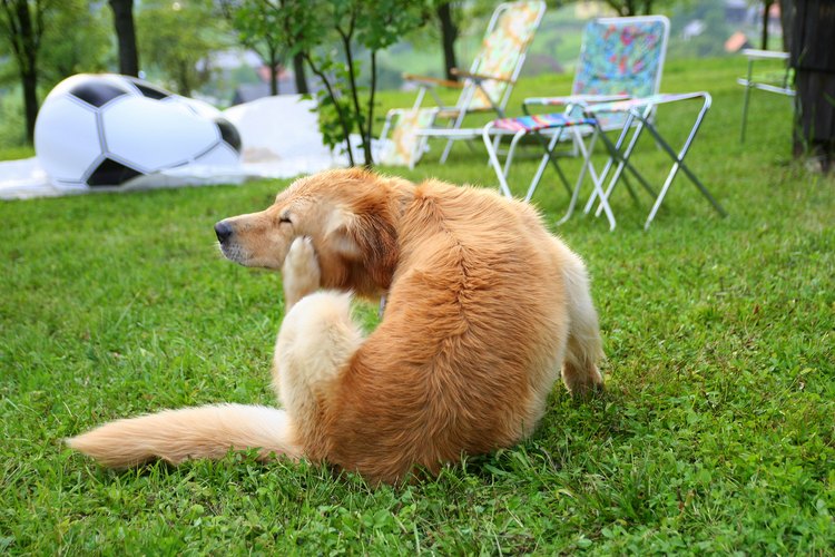 Los perros pueden ser víctimas de alergias.