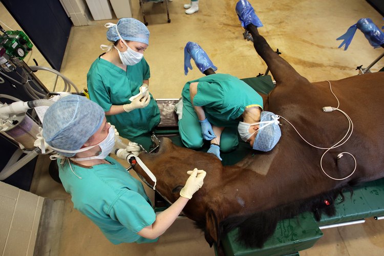 Los veterinarios de caballos tienen salarios iniciales bajos que aumentan con la experiencia.