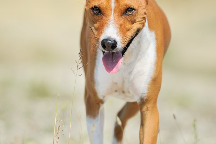 Los basenjis aman masticar cosas.
