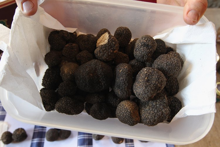 Las trufas son una clase de hongos muy codiciados por su aroma y sabor.