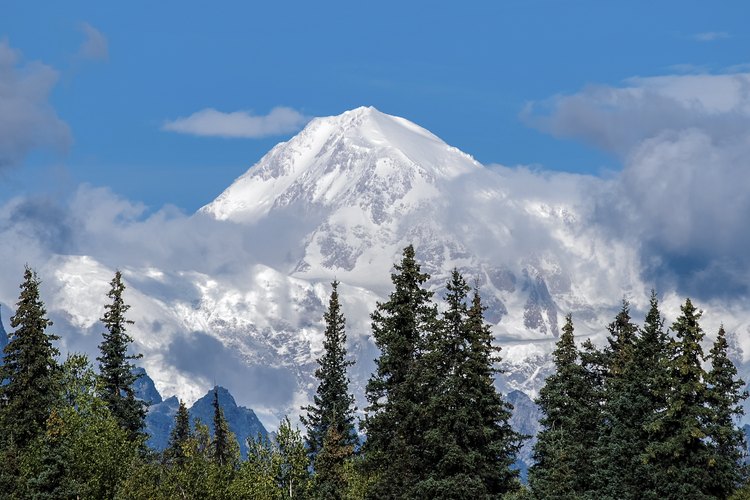 Las píceas con el Monte McKinley como telón de fondo.
