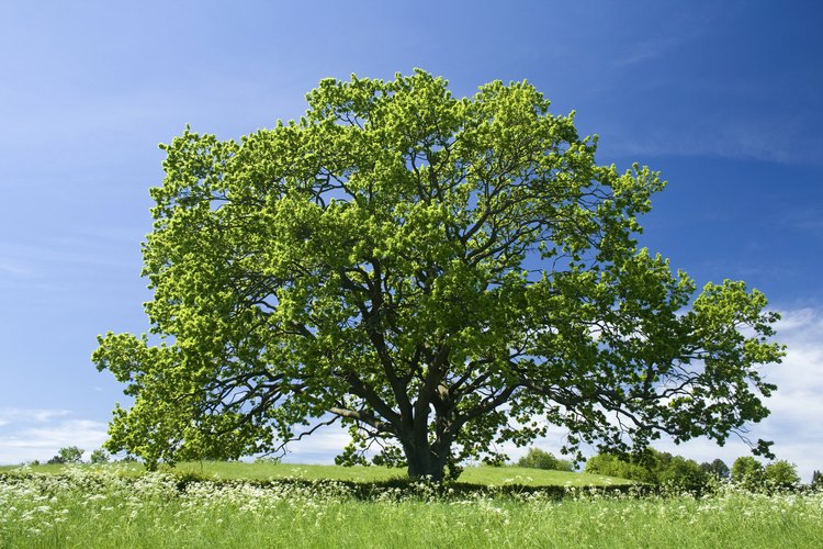 El ciclo de vida del árbol de roble incluye varias etapas.