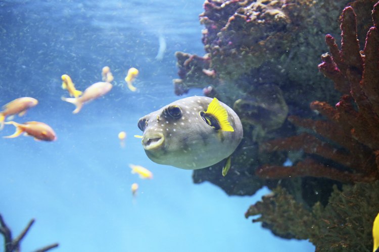 Estos peces generalmente viven en agua salada.
