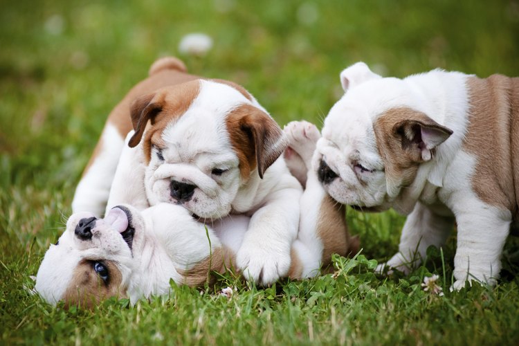 Un viaje para elegir a un cachorro puede ser una idea divertida.