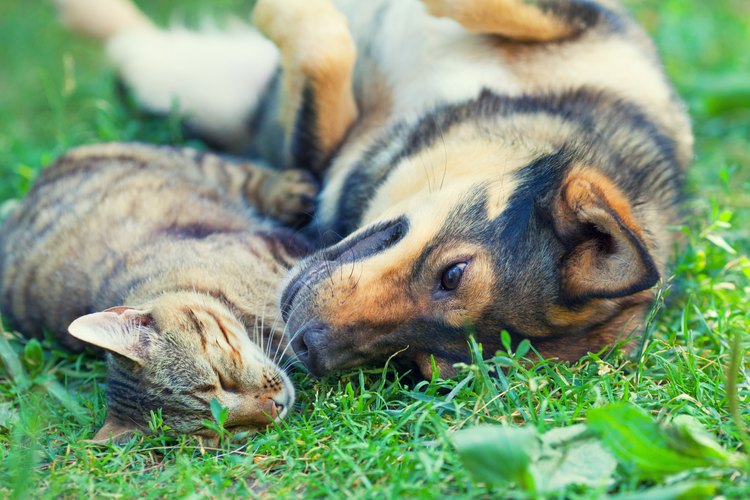 Amistad.