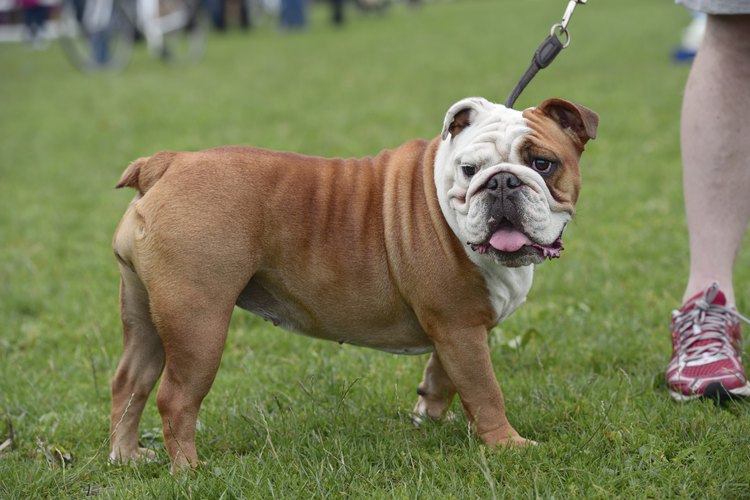 Bulldog inglés con correa.