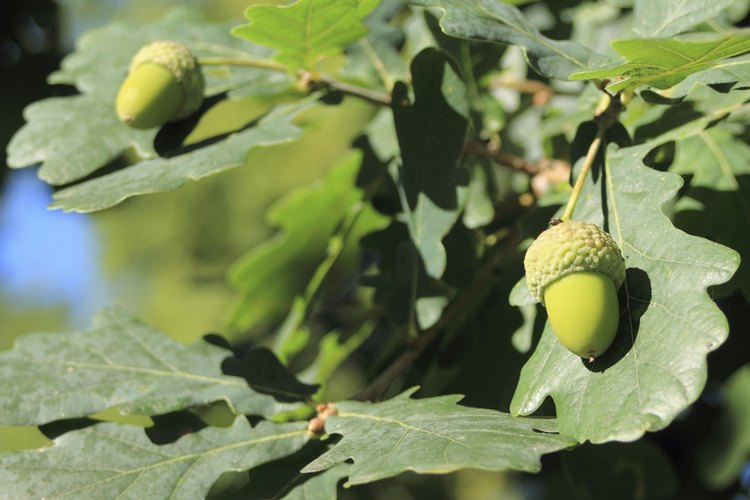 La bellota familiar es la semilla del árbol de roble.