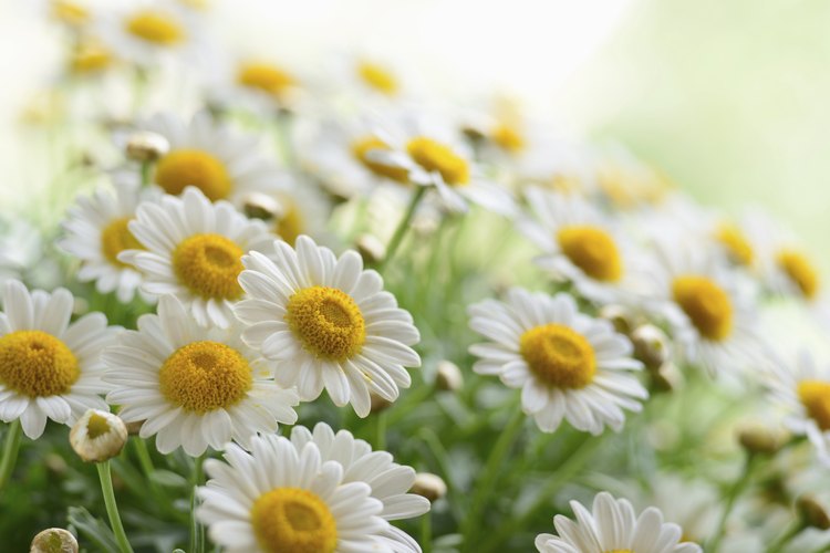 Flores de manzanilla.