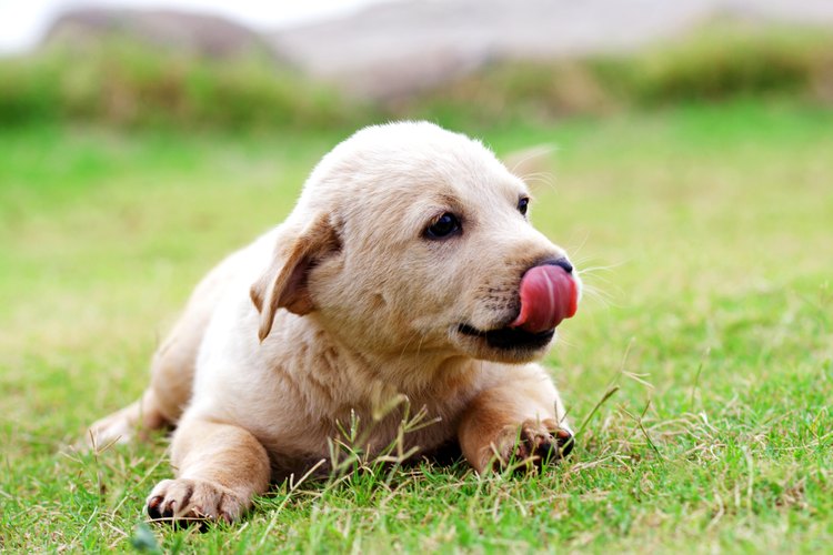 Debes aplicar las vacunas necesarias para que tu cachorro se mantenga saludable.