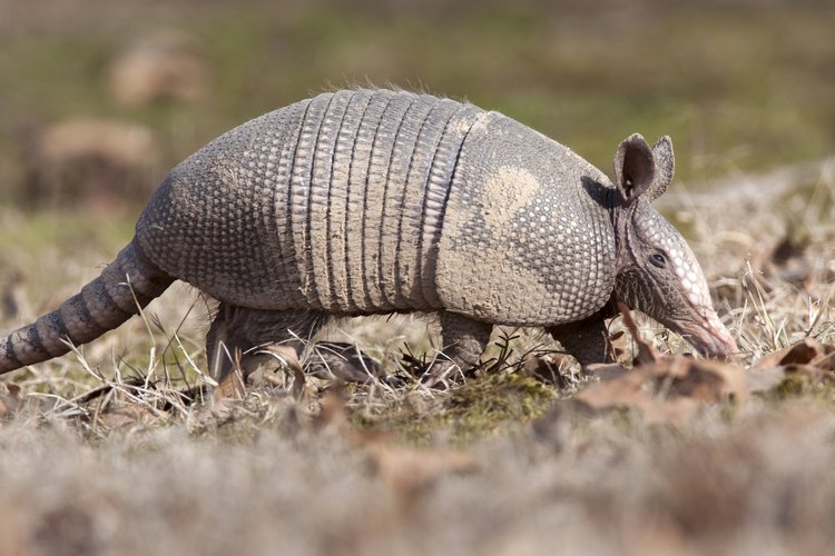 Armadillo.