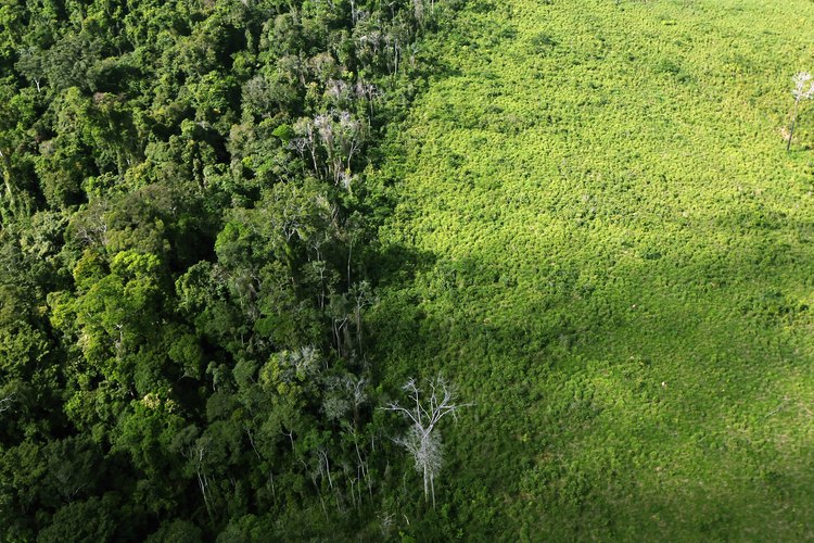 Una sección deforestada de la selva del Amazonas se ve cerca de la cuenca cerca de Altamira, Brasil.