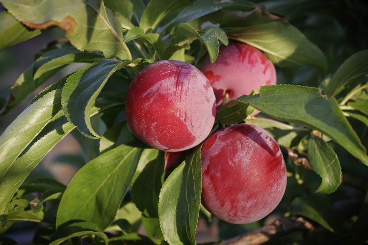 Ciruelas rojas en el árbol.