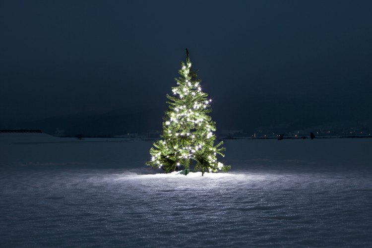 Un árbol de navidad es sólo un elemento básico para poner en una carroza.