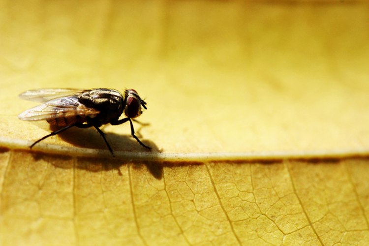 Los ojos de la mosca son compuestos, colocados en los lados de su cabeza, y contienen miles de lentes individuales. Permiten a la mosca detectar el movimiento en un ángulo extremadamente amplio.